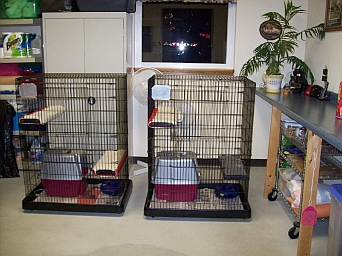 2 Cat Condos